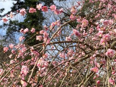 熱海、温泉と梅と桜の旅（来宮神社、熱海梅園）