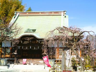 観梅(杉田梅林/梅まつり)の妙法寺;名木 照水梅(しだれ梅)が,,