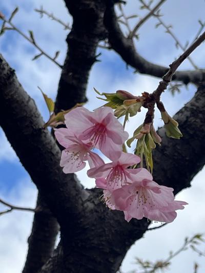 冬の東京をぶらぶら ２月後編