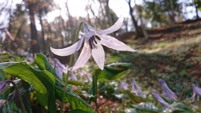 暇そうなさすらいの船頭を途中で拾い香嵐渓のカタクリの花