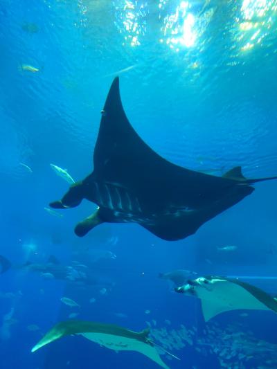 2024年2月9歳・13歳子連れ　美ら海水族館を満喫した沖縄旅行　