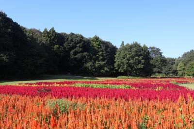 埼玉　秋の遠足（紅葉、曼殊沙華、コスモスなど）2023年秋