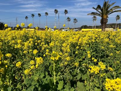 渥美半島　2024菜の花まつり