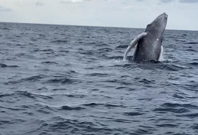 初めての冬の沖縄 ホエールウォッチング
