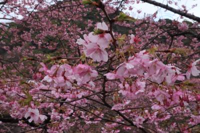 2024年２月　河津桜まつりと下田ペリーロードを電車でゆったり日帰り旅