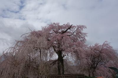 京都訪問2023②(清水寺から、桜の名所を訪ね歩きながら北上：京都市・高台寺、大谷祖廟、円山公園、八坂神社)