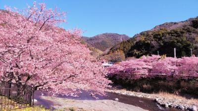 2024年2月12日～春爛漫 伊豆伊東～本家本元 河津の河津桜～城ヶ崎海岸、伊東温泉でゆっくり2泊