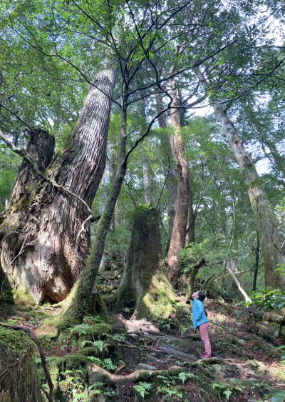 8・10歳児連れ、三連休+αで屋久島ヤクスギランドとバス旅