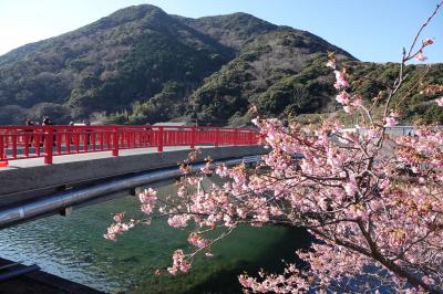 河津桜2024 風が冷たかった