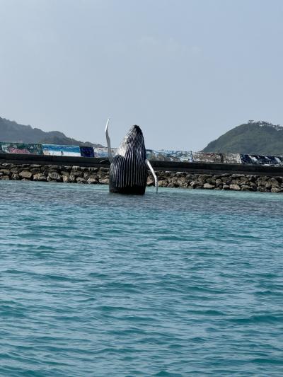 ケラマブルーとホエールウォッチング 座間味島2泊3日 2024年2月