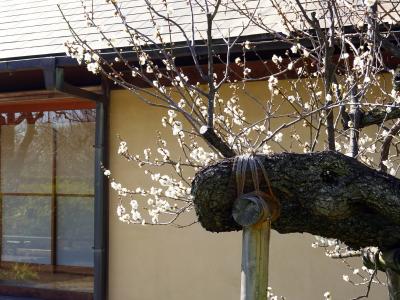 東京世田谷、梅ヶ丘梅林を訪ねて（付喜多見光伝寺）