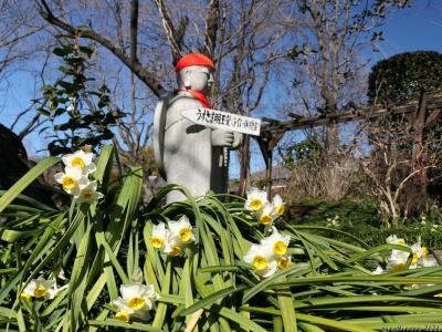 「常楽寺」の春の花_2024_スイセンとロウバイが咲いていました（太田市）