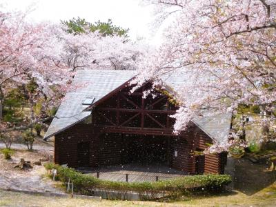２０２２年４月　山口県・山陽小野田市　若山公園に桜を見に行きました。桜吹雪を目撃しました