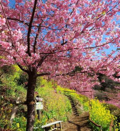 団塊夫婦の桜巡りの旅・２０２４ー（１）今年も河津桜で初桜・神奈川県松田町/あぐりパークへ