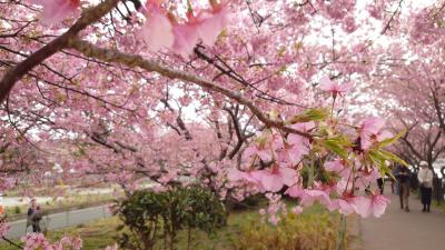 河津桜フェス