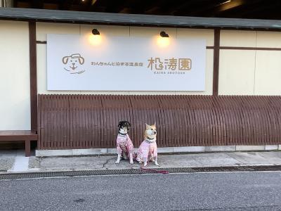 鳥取どうでしょ！　愛犬と過ごす皆生温泉、ワンコとニャンコの幸せを願って編