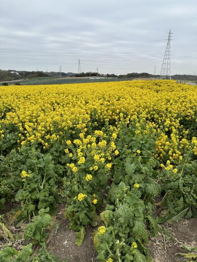 知多半島の観光農園-花ひろば　へ菜の花を見に行きました。