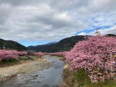 河津桜と雛のつるし飾り（河津桜まつり）