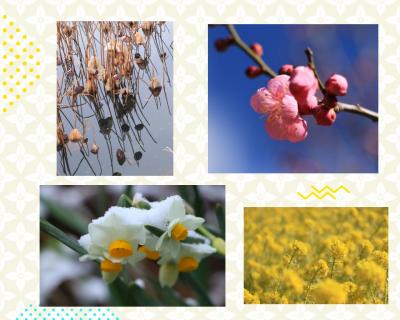 近場で巡る冬から早春の花ごよみ♪＆名古屋池下花ごよみのランチ♪