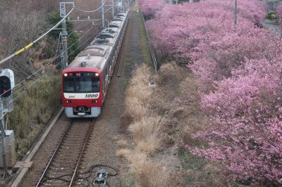 三浦海岸桜まつり&#127800;