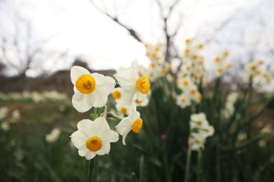 2024年１月　今年もを崩れ水仙郷で花見　黒船に乗っておさかな倶楽部のランチも久しぶり♪