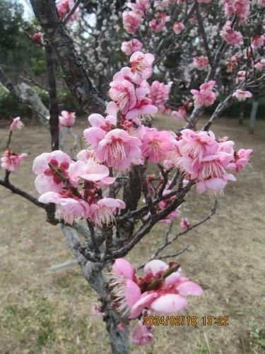 柏市の柏の葉公園・梅林・2024年2月