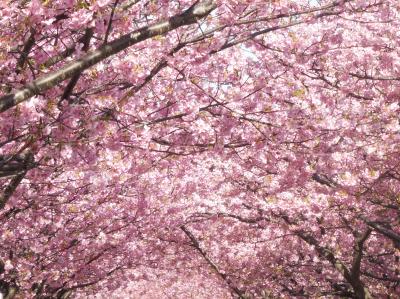 満開の河津桜並木と見頃の熱海梅園に行ってきました