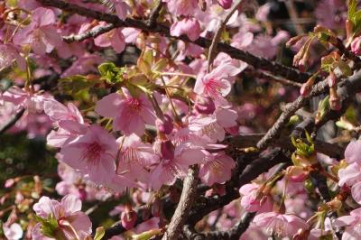 20240218-2 築地 確定申告の季節、東京国税局の隣の千代橋横の河津桜が綺麗です。