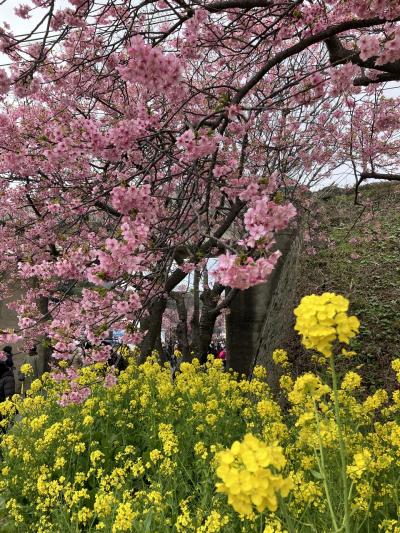 伊豆半島へ☆１　河津さくら編