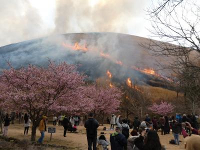 大室山山焼き　河津桜まつり