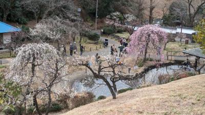 2024年2月　梅（横浜・大倉山）