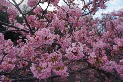 2024.2 香貫公園の河津桜