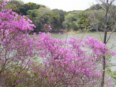２０２２年４月　山口県・山陽小野田市　江汐公園にミツバツツジや桜を見に行きました。