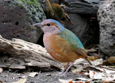 ベトナムへ鳥を見に～鳥・生き物編