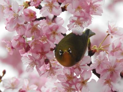 満開の河津桜日帰り鑑賞