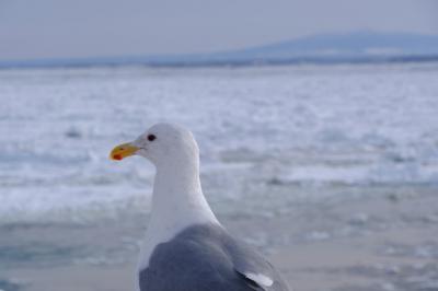 流氷が見たくて♪　ついでに釧路散策。。