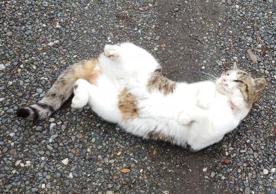 2024年2月　長浜旅行　紅鮎泊り　豊公園の猫ちゃん