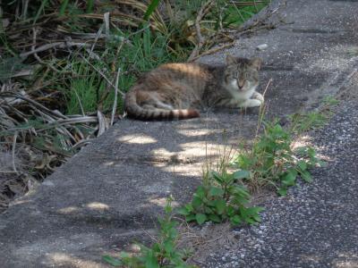 猫探し【沖縄・多良間島自転車で一周編　その１】