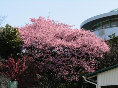 河津桜が満開になりました