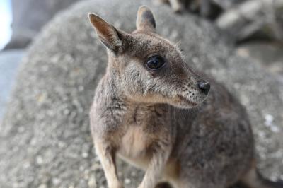 野生動物に沢山出会えたケアンズ旅