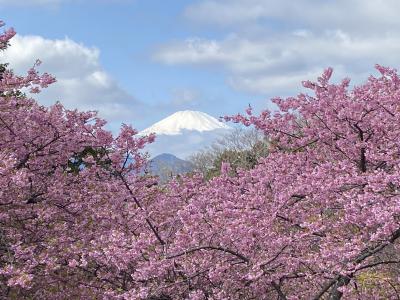 去年より1週間程早い開花　松田の河津桜　まつだ桜まつり2024