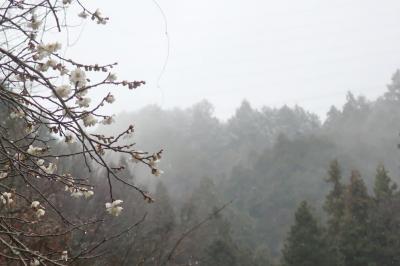 冷たい霙の中、早春を探しに出かけました～瑞穂・耕心館＆あきる野・小峰公園