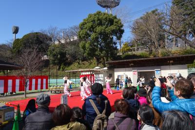 横浜　保土ヶ谷公園「梅まつり」、河津桜も　２０２４年