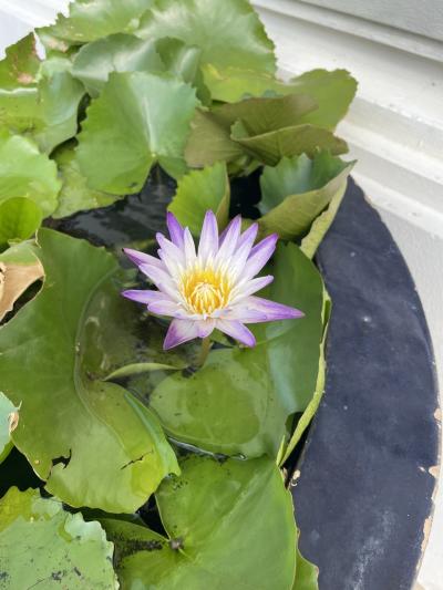 中国東方航空で行くセントレア発上海経由 2泊4日バンコク・アユタヤ バンコク編初日~2日目