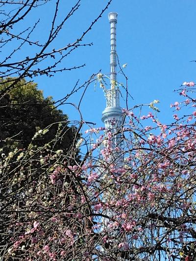 亀戸天神＆湯島天神の梅と亀戸餃子