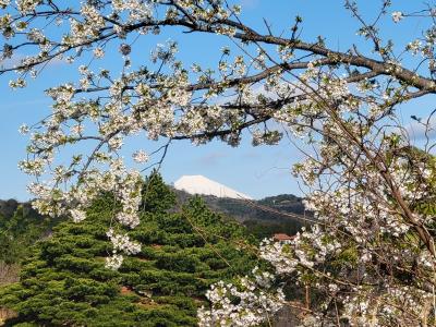 川奈ホテル、河津桜をみたくて。