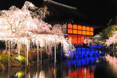 シニアの2024  もうすぐ桜の季節ですねっ！　十数年撮りためた京都の桜の写真をまとめてみました