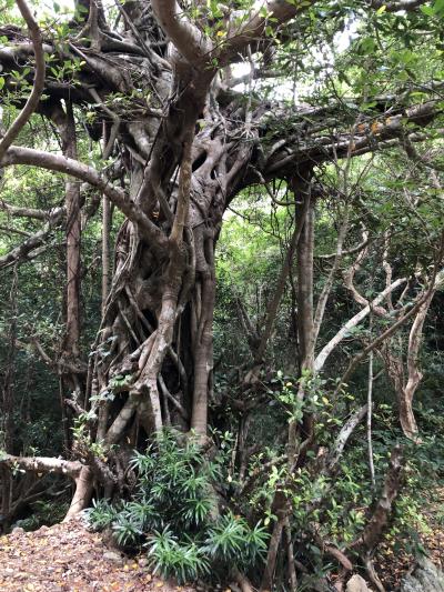 初めての奄美大島！４日間の旅（第３日）