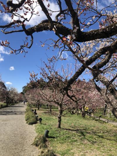 梅まつりin 偕楽園→カキフライ定食→大洗海岸、ふたたび。