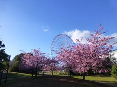 都内でも見ごろになった河津桜さがし